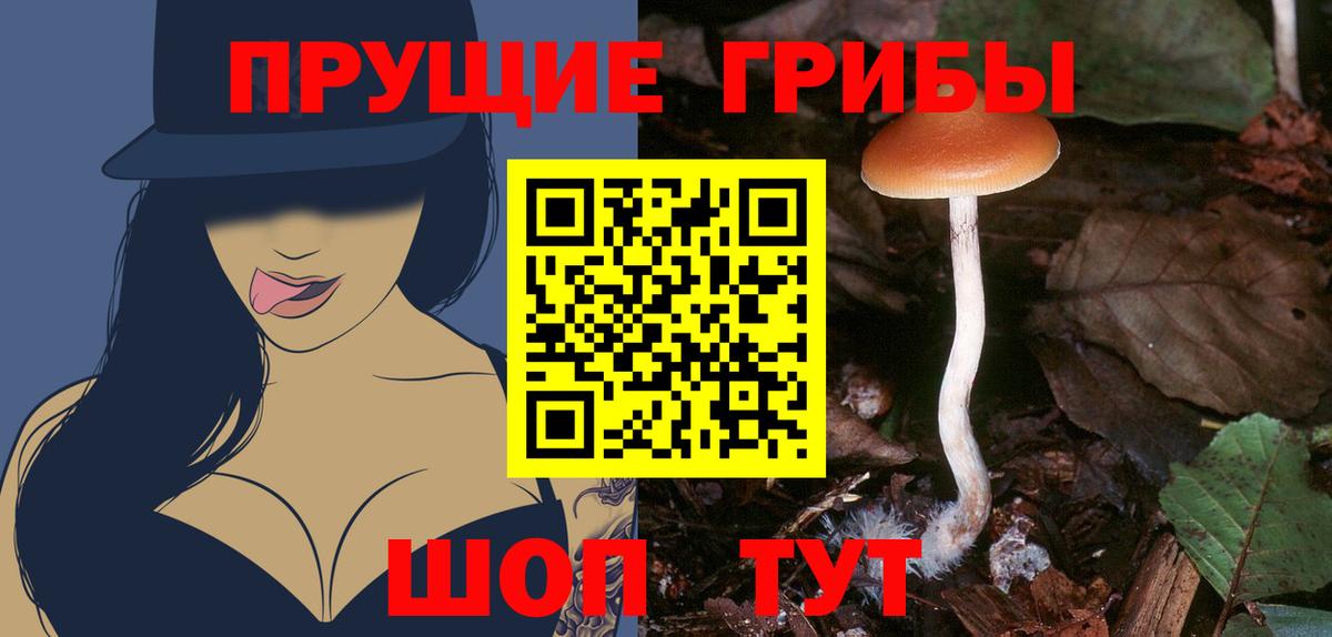 Сосновоборск  цены наркотик  Вход с VPN  Псилоцибиновые грибы GOLDEN TEACHER 